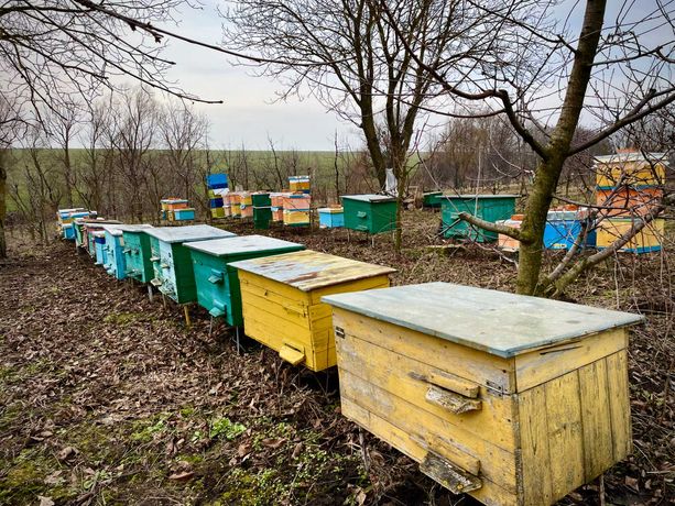 Продам  бджолопакети, відводки. Бджоли.