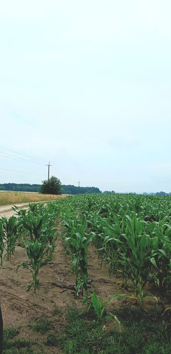 Продам земельну ділянку