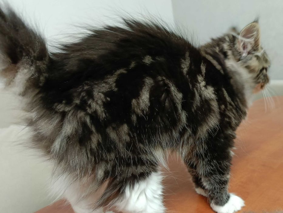 Urocza koteczka Syberyjska