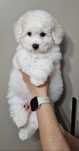 Bichon frise po Multichampionach FCI