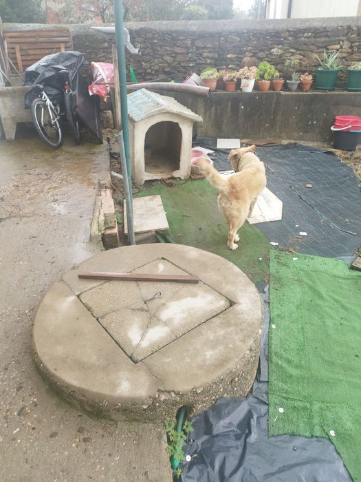 Urgente cadela para ad