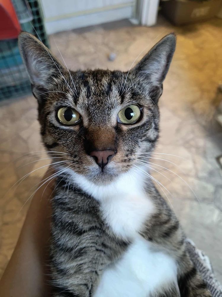 Koci dwupak do adopcji