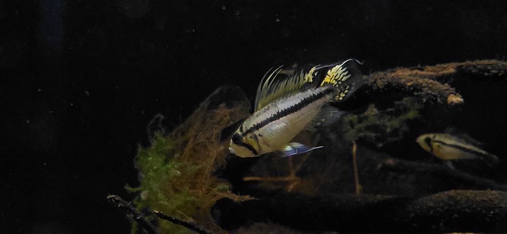 Apistogramma Cacuatoide