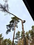 Видалення дерев, Кронування, Спил, Валка, Обрізка, Подрібнення гілок