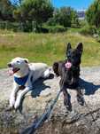 Pet Sitter / Dog Walker em Gaia/Porto