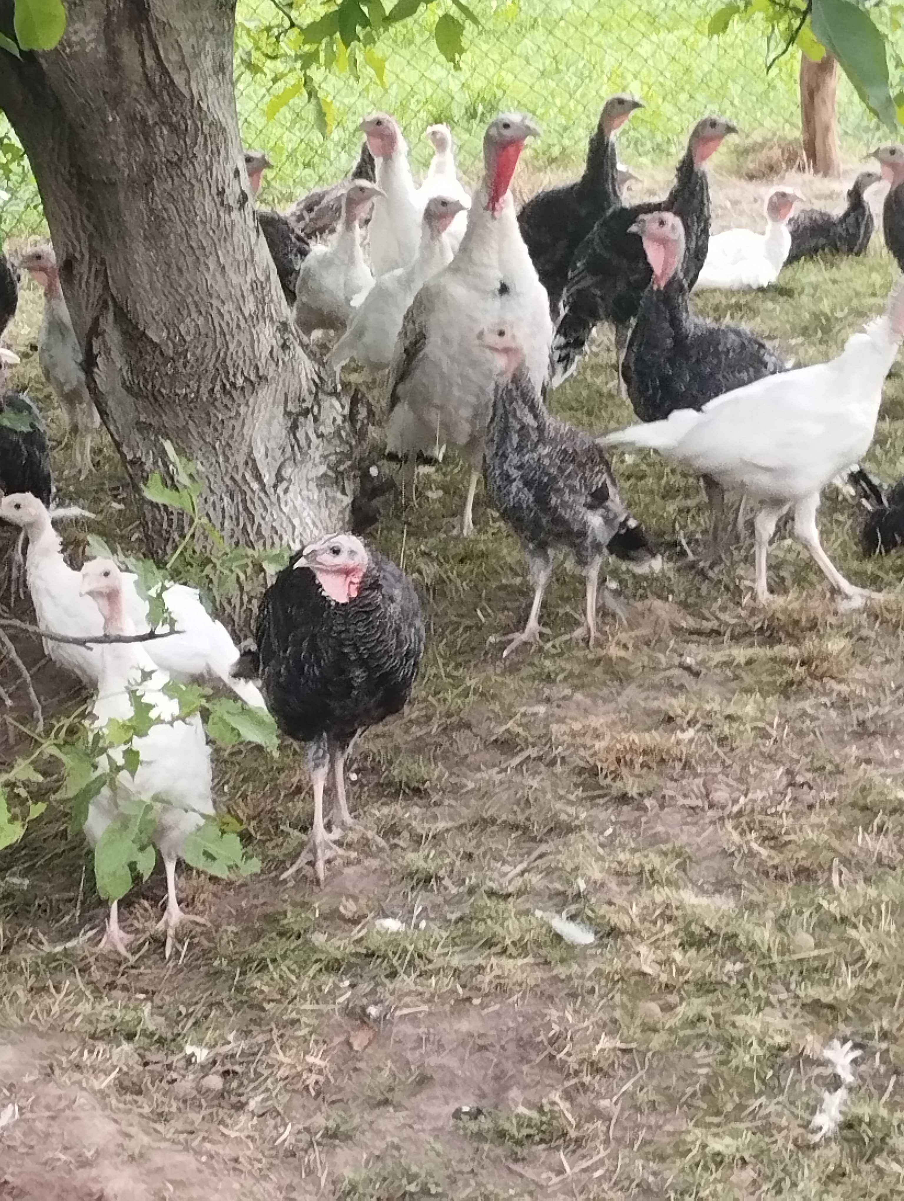 Młode indyki z tego roku.