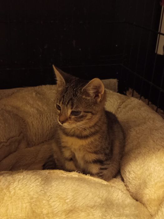 Mała kotka szuka domu niewychodzącego