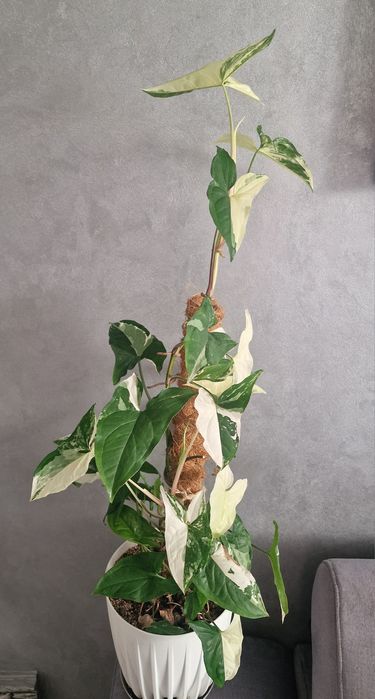 Syngonium emerald gem variegata/ cała roślina