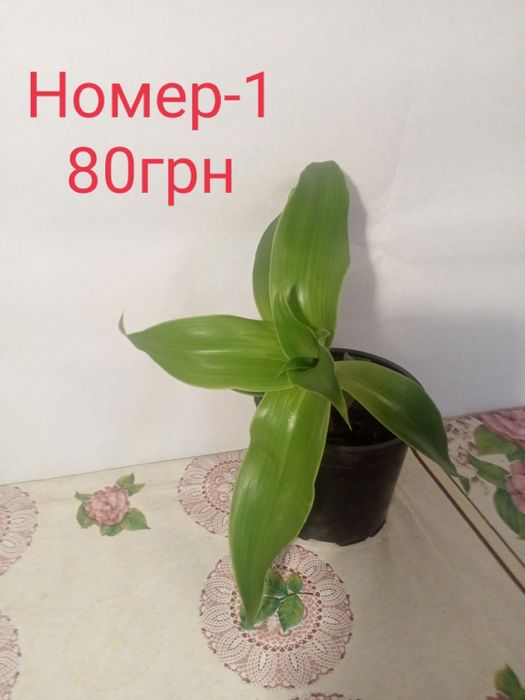 Золотий вус (лікарська рослина) невибагливий
