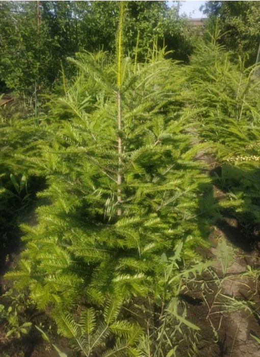 Продам ель ёлку  карпатскую