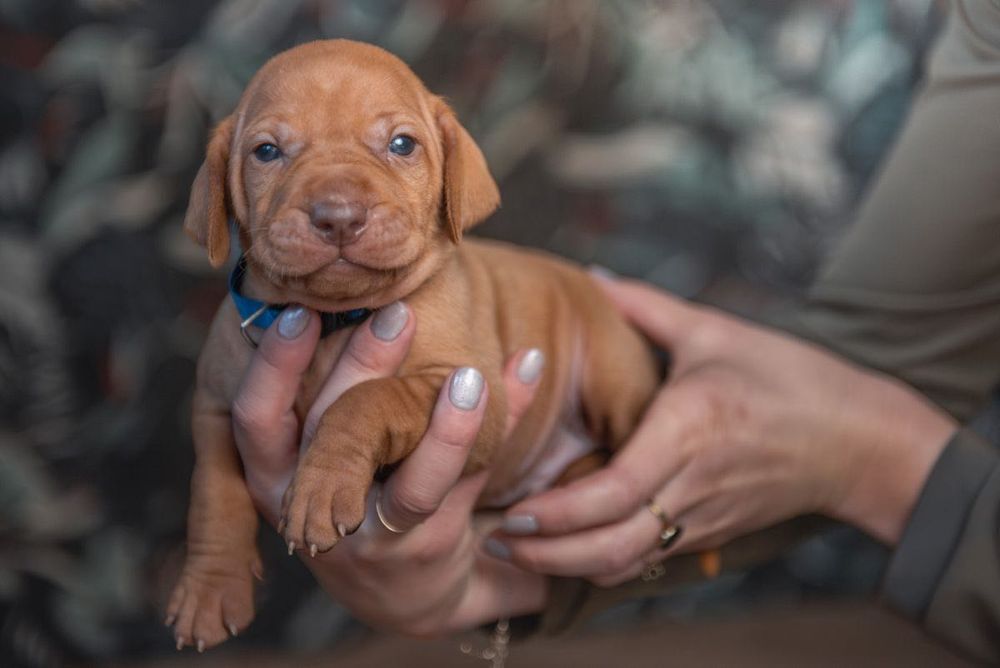 Wyżeł węgierski szczenięta FCI