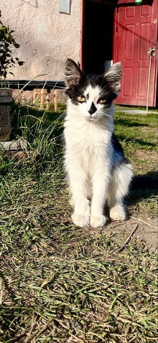 Котики в добрі руки