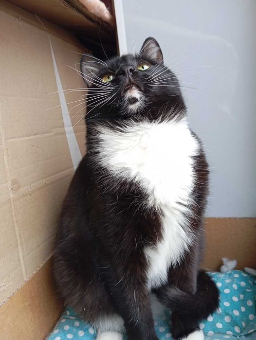 Мирон. Кому котофея?