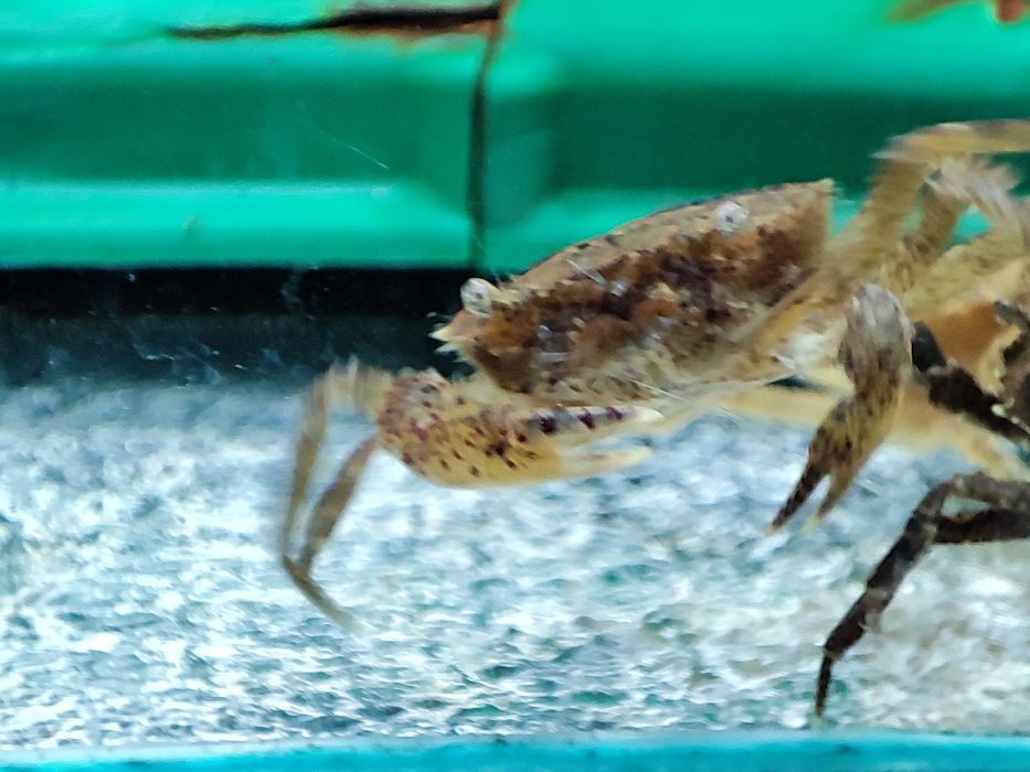 Krab Mekhong (Mekhongthelphusa sp.) Wysyłamy :)
Egzotycz