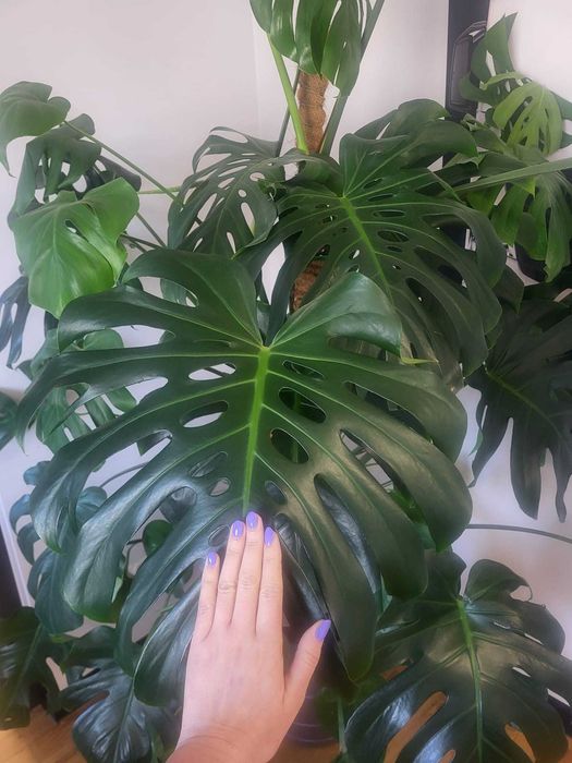 Monstera deliciosa Monstera dziurawa