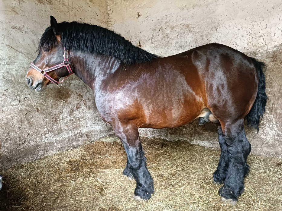 piękny i łagodny ogier Nemo (83 pkt)