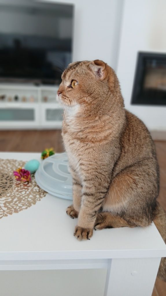 Macho Scottish fold. Golden shaded. Reprodutor