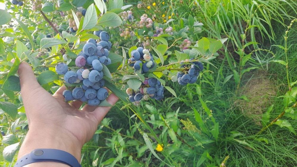 Саджанці дерев та кущів. Горіхи.