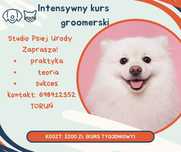 Intensywny Kurs groomerski 3200 zł