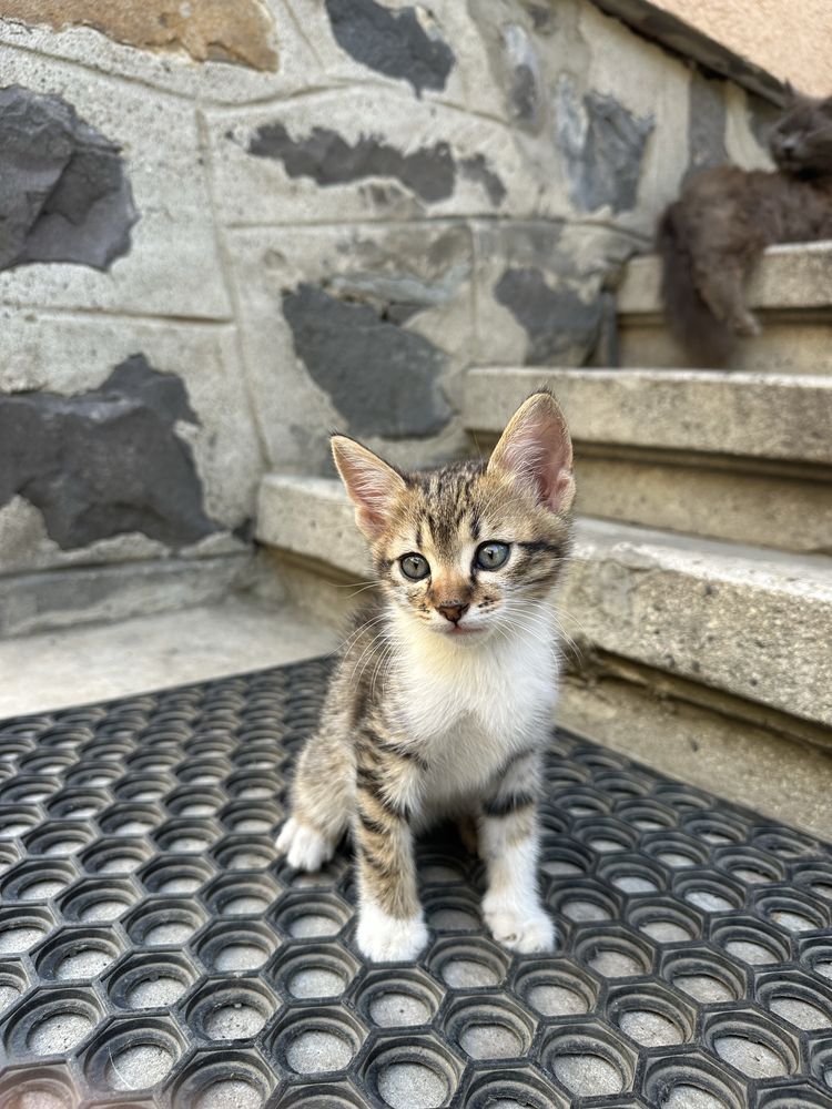 Віддам котика