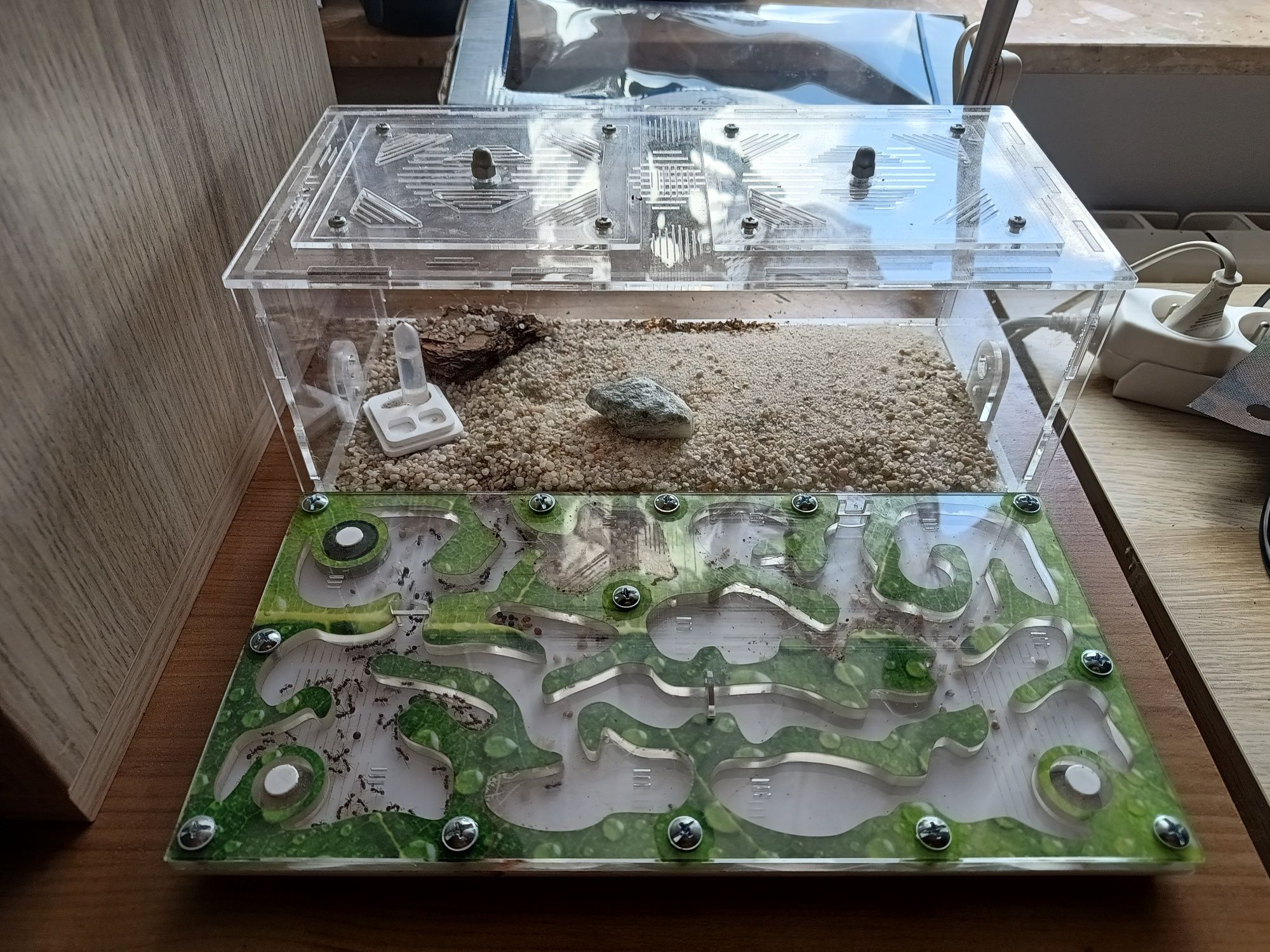 Formikarium z areną + mrówki