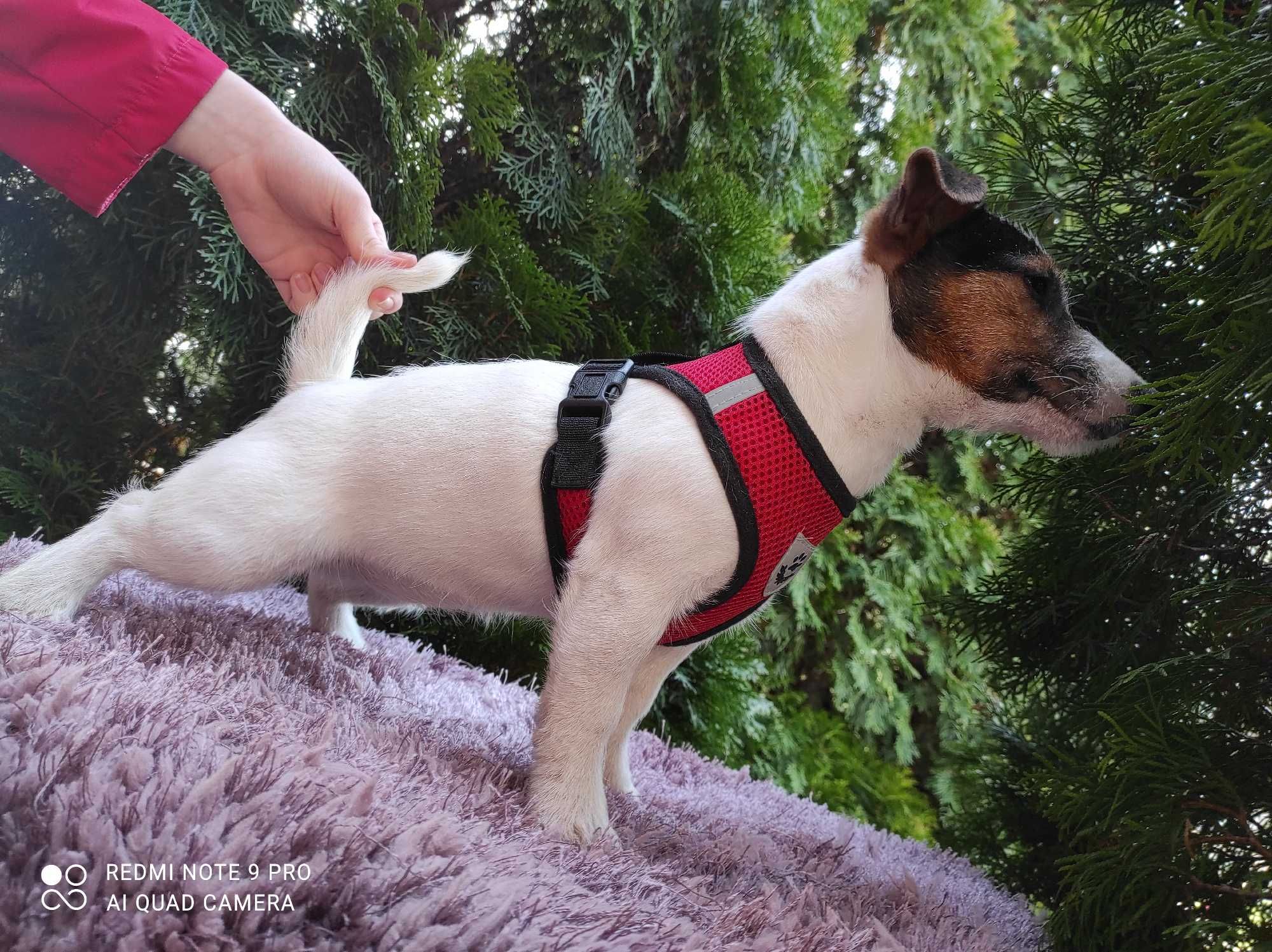 Jack Russell Terrier - SUNIA -.