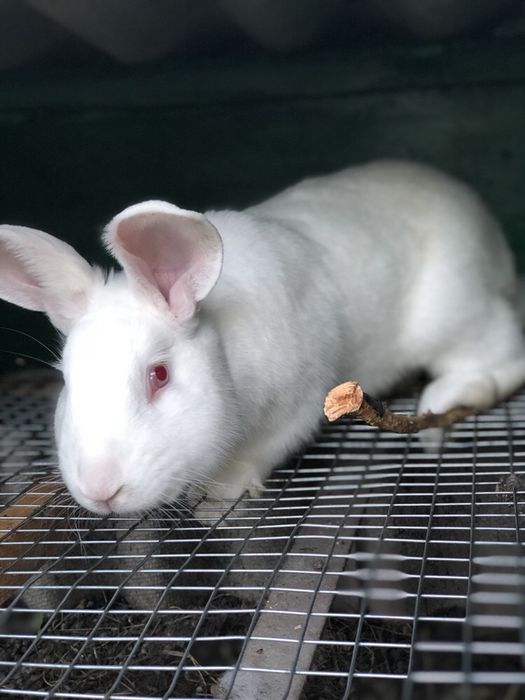 Кролики Білий панон