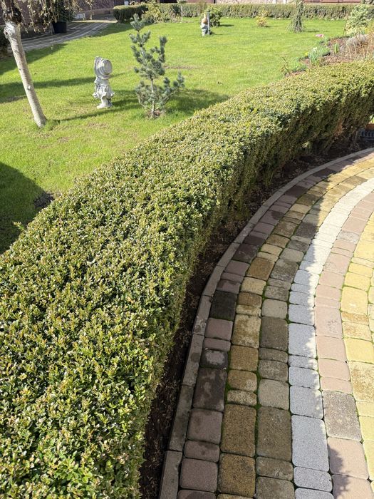 Самшит, шикарні кущі, бардюр відразу