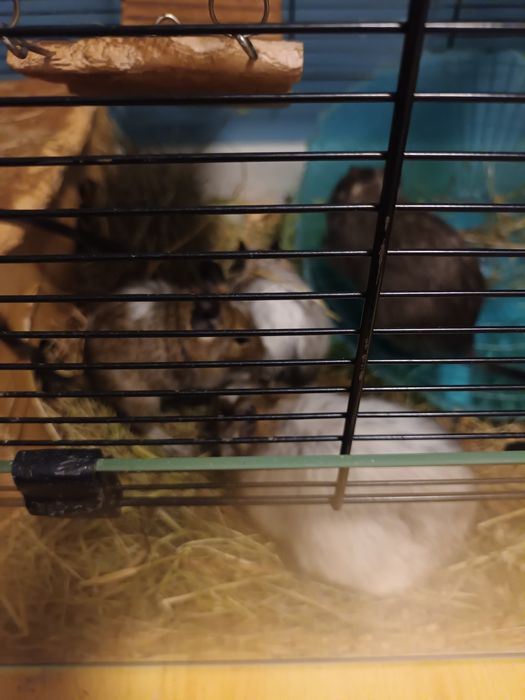 Koszatniczki 5miesięczne trzy szt.