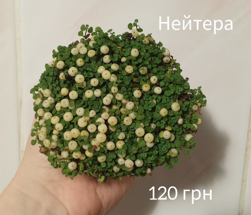 Азалія, драцена, нейтера, сансевієрія муншайн, маранта, хомаломена