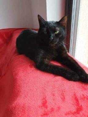 Piękna czarna kotka szuka domu