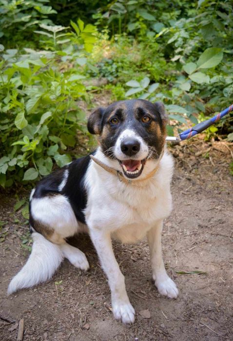 Beethoven szuka domu