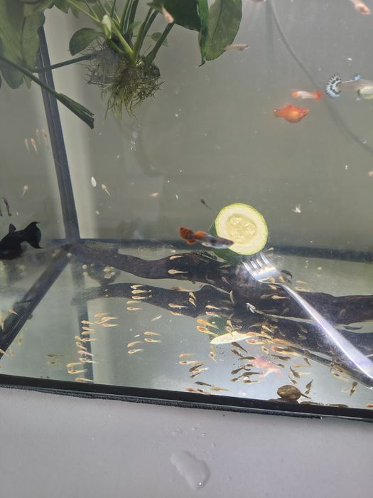 Glonojady niebieskie i albonosy