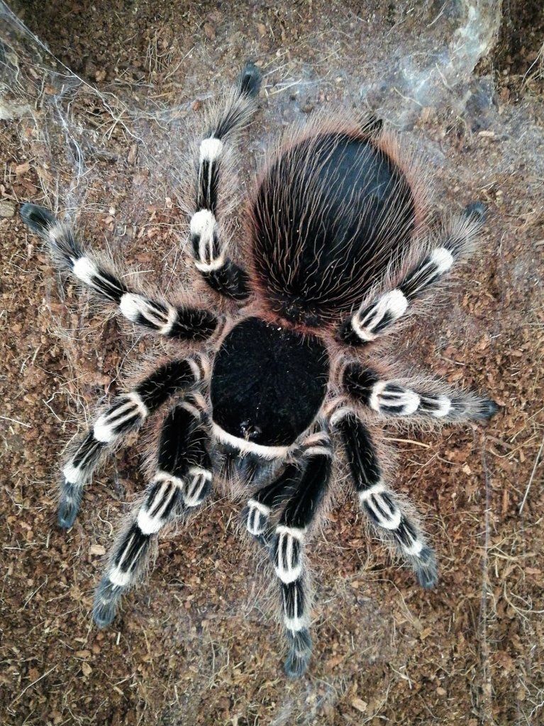 Паук Acanthoscurria geniculata L -7  самка отправка 

Размер взрослой