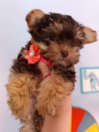 Yorkipoo mini xxs suczka po  pudel toy i york choco.