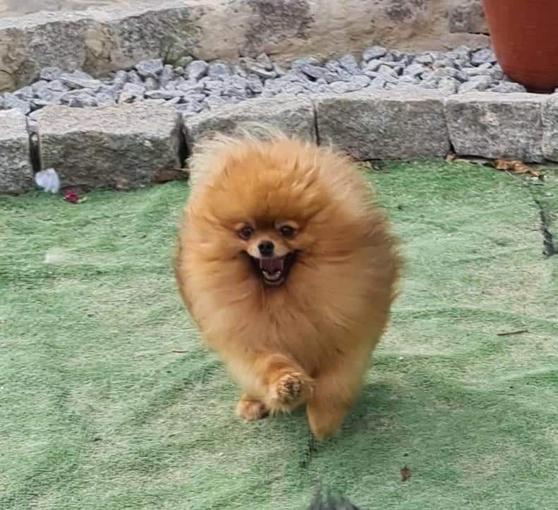 Spitz Alemão Anão - Lulu da Pomerânia