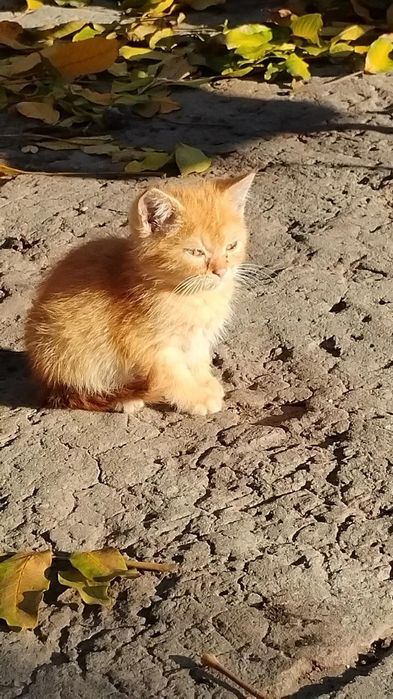 Віддам в хороші руки