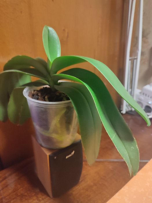 Орхидея Aalborg  домашняя.