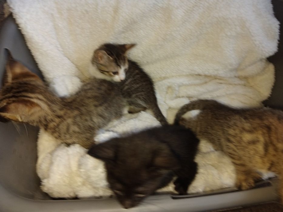 Dou gatinhos meigos e fofos