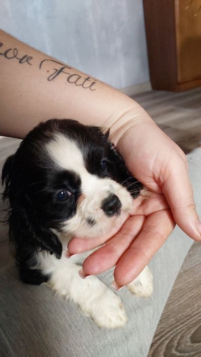 Кавалер Кінг Чарльз Спанієль вибір