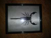 Heterometrus spinifer, гигантский лесной скорпион
