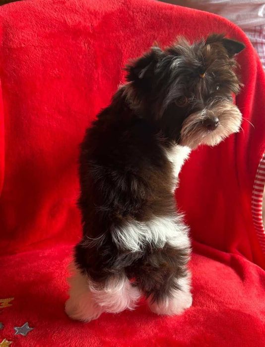York-Yorkshire terrier Biro