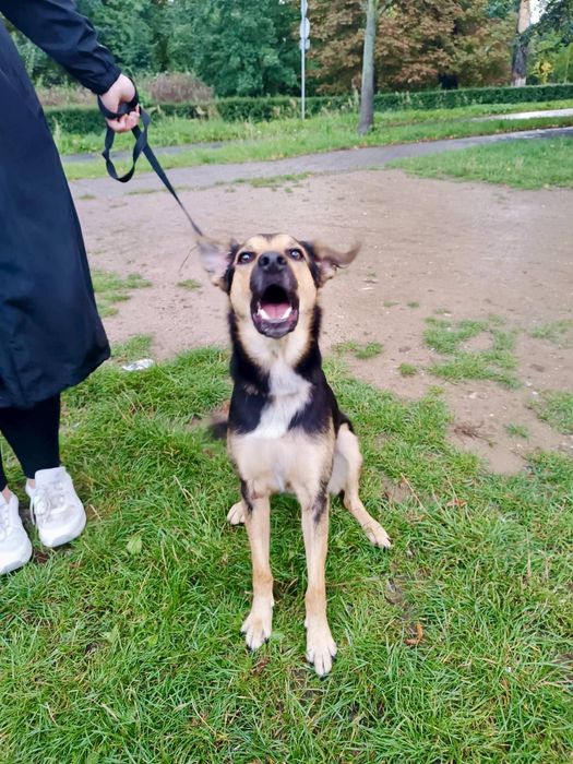 SPAJKY do adopcji