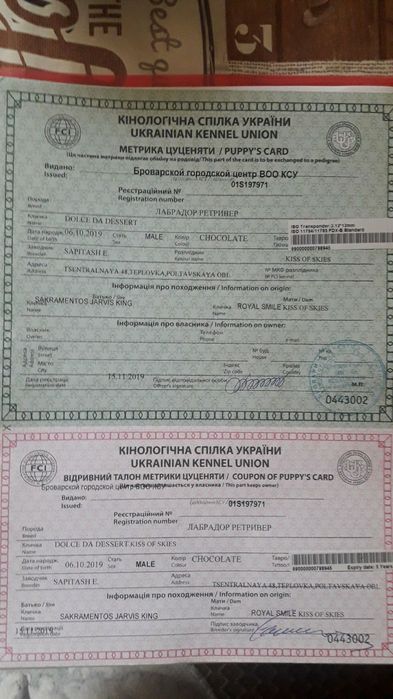 Шоколадный лабрадор (вязка)