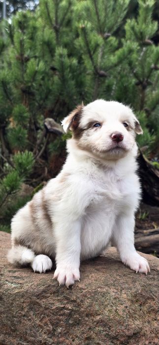 Border collie piesek -red merle ZkwP FCI
