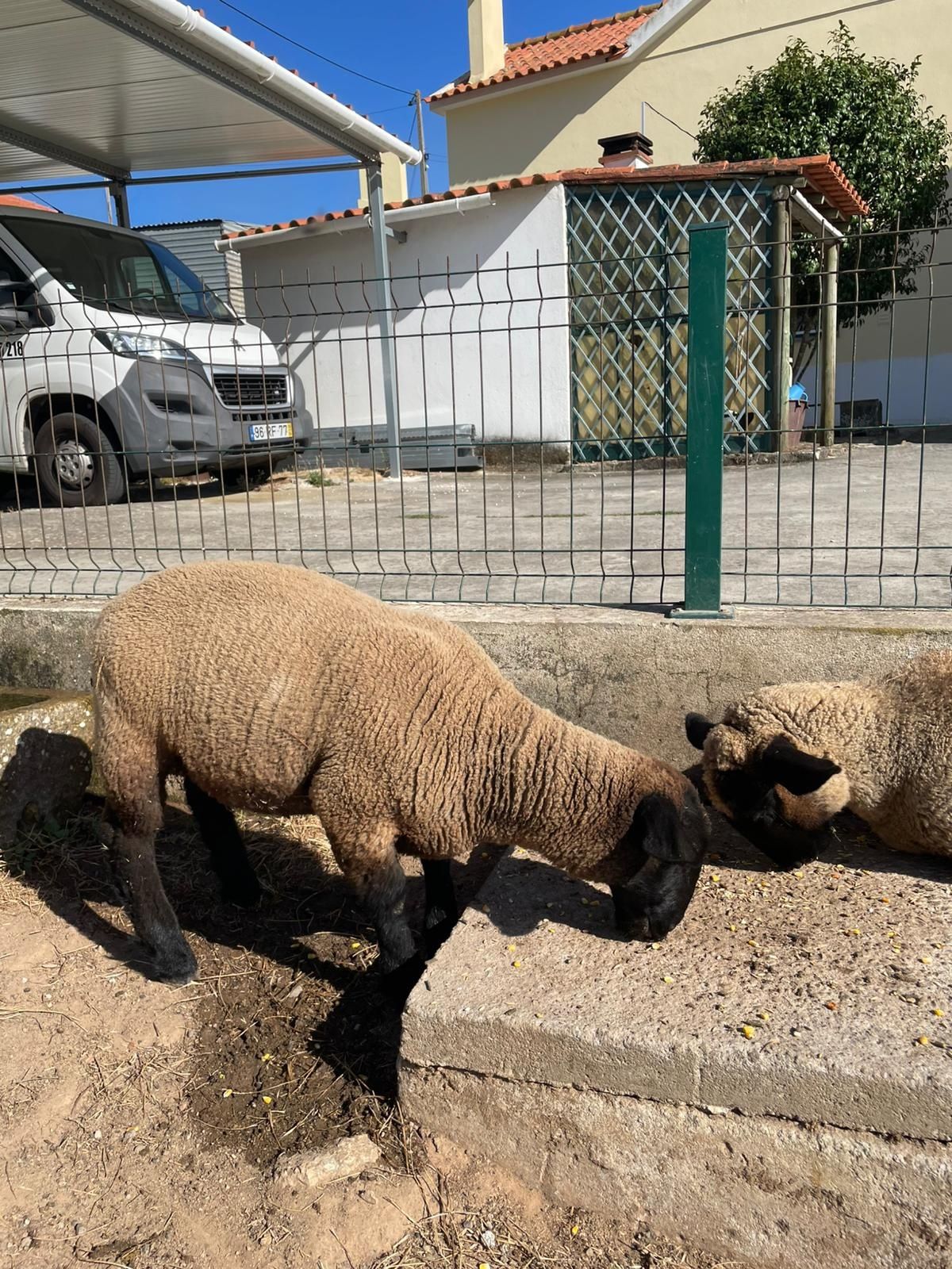 Borrego suffolk puro com três meses e meio
