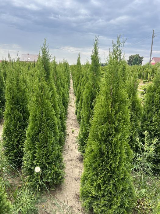 Tuja, Thuja Szmaragd 130-150cm