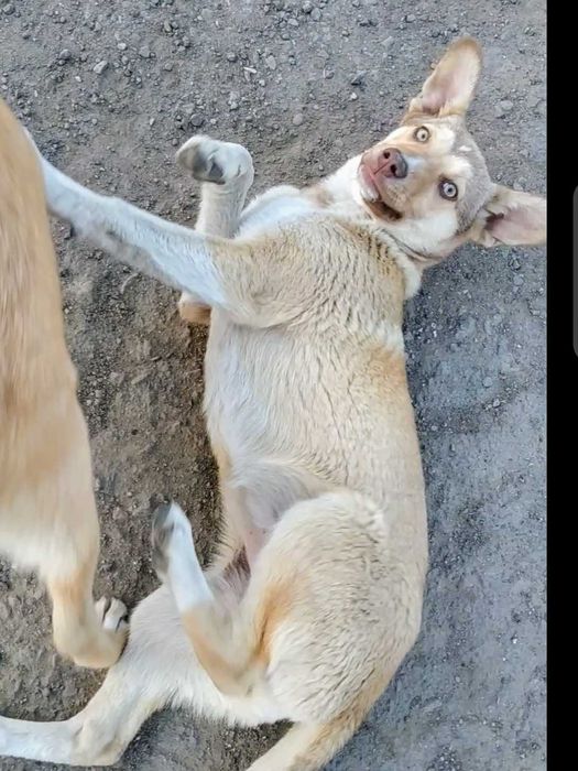 Отдам щенка,метиса- хаски, 10 мес.,сука, стерилизованная!