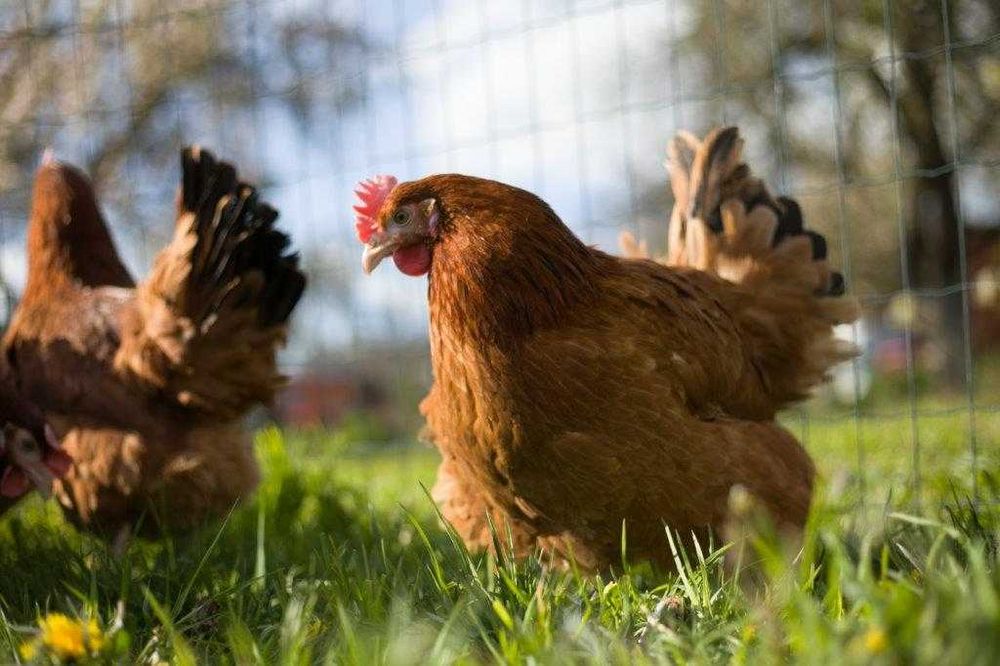 Kury rasy Rosa kolorowa dowóz gratis