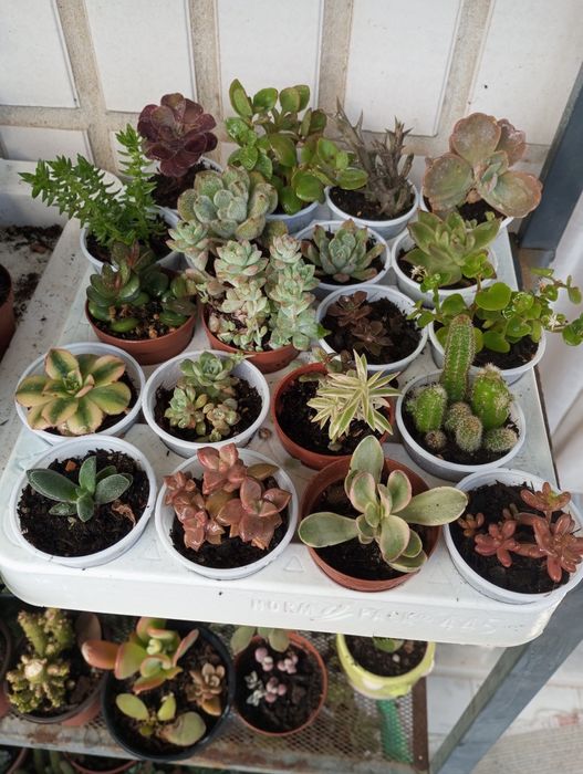 Pequenas suculentas variadas disponíveis